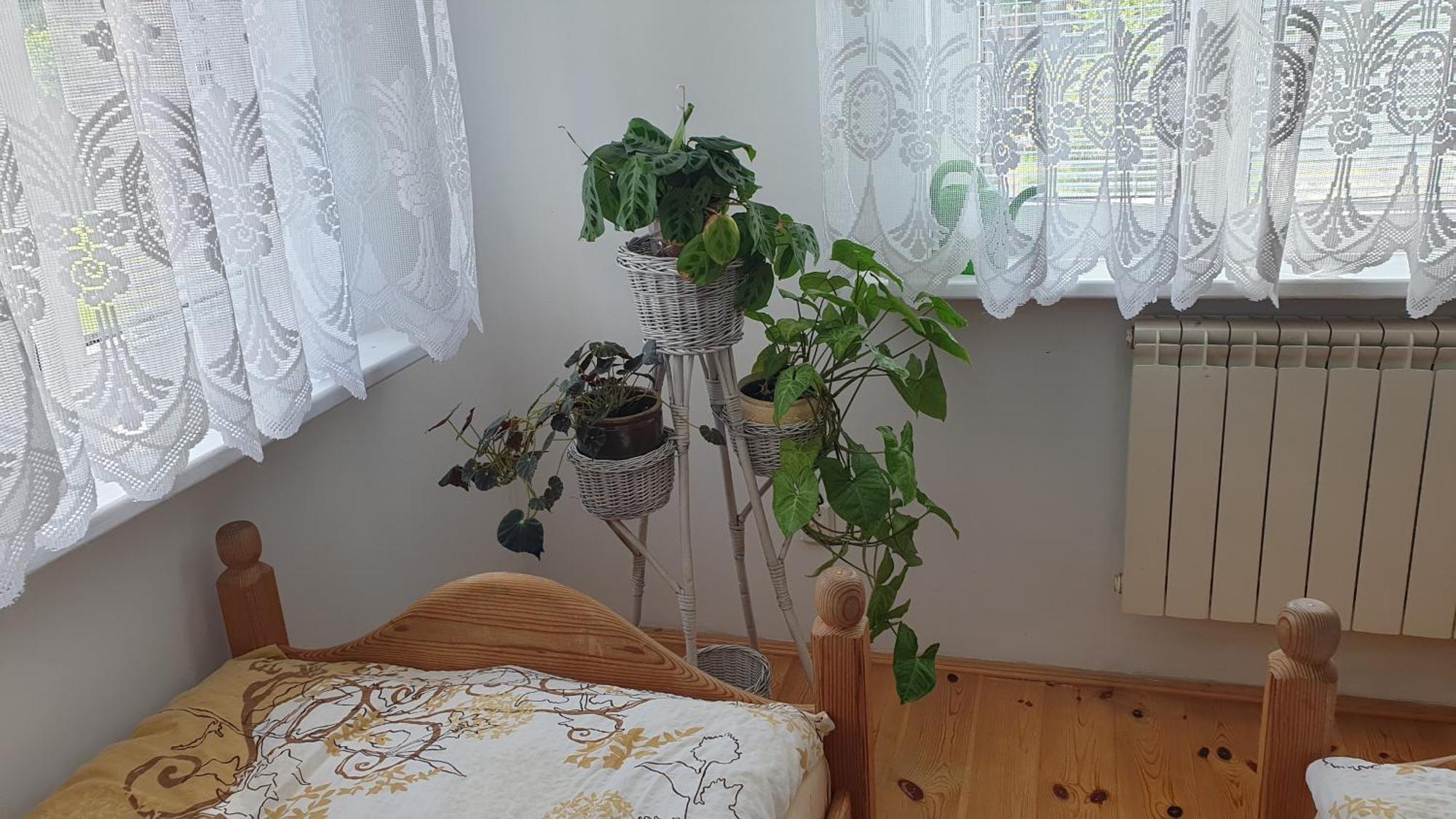 "Jutrzenka" Apartment Bialowieza Bagian luar foto